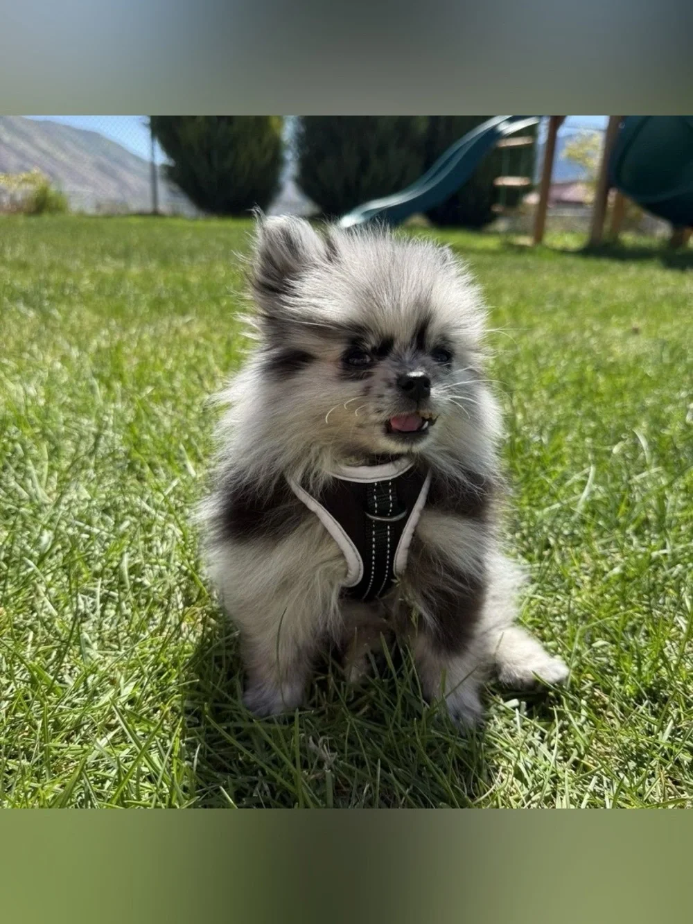 Small Dog Harness - <=25lbs